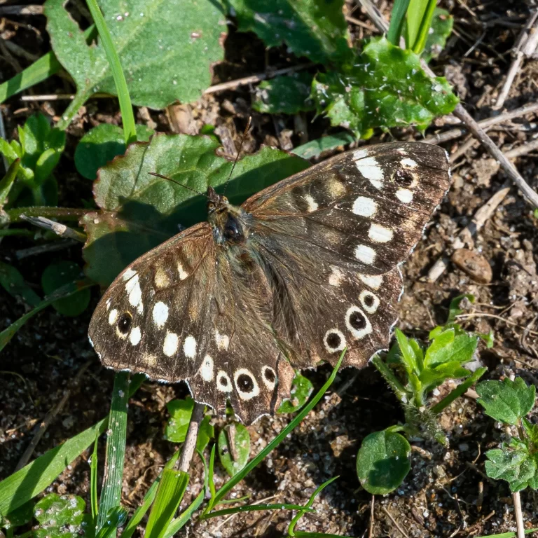 Foto van Bont zandoogje