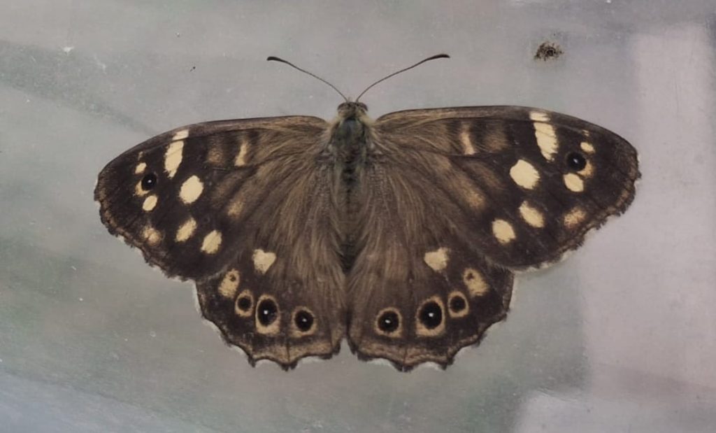 Bont zandoogje in de tunnelkas