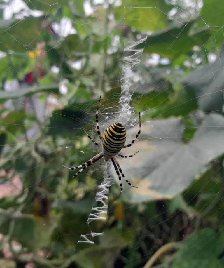 Foto van een Wespspin